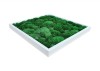 Dark Green Pillow /Bun Moss Picture 52x52 In White Frame