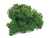 Purified FINNISH Reindeer Moss Dark Green 100g Bag