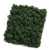 Reindeer moss wall panel 50 x 50 cm (0,25m2)  color - dark green