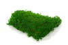 Premium Preserved Alpine Flat Moss Light Green 200g Box