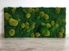 Premium Preserved Alpine Flat Moss Light Green 100g Box