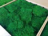 Premium Preserved Flat Moss Medium Green XL Wholesale Box