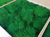 Premium Preserved Alpine Flat Moss Medium Green XL Wholesale Box