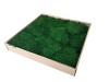 Premium Preserved Flat Moss Medium Green XL Wholesale Box