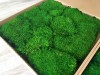 Premium Preserved Flat Moss Light Green XL Wholesale Box