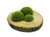 Preserved Swedish  Pillow Moss Light Green 0.1 m2