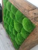 Preserved Swedish Pillow Moss Medium Green 0.1 m2