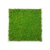 Painting - Wall Art made of spring green reindeer moss in a 50x50cm white wooden frame