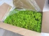 Norwegian Reindeer Moss ( Box 500g Gross ) Color Spring Green