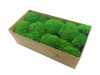Premium Preserved Pillow/ Bun Moss Medium Green 150g Box