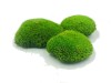 Premium Preserved Alpine Pillow Moss Light Green 0,6m2 Large Wholesale Box