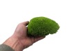 Premium Preserved Alpine Pillow Moss Light Green 0,6m2 Large Wholesale Box