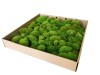 Premium Preserved Pillow/ Bun Moss Light Green - Olive Color Large Wholesale Box