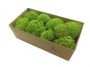 Premium Preserved Alpine Pillow Moss  Light Olive Green Color 150g Box