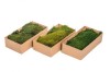 Preserved Polar Flat Moss Dark Green 200 g Box