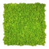 Reindeer moss wall panel 50x50 cm / acoustic moss panel | color - spring green