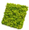 12''x12'' Reindeer moss wall panel - 1 sq ft Reindeer Moss Tile | color - spring green