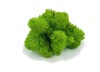 Purified FINNISH Reindeer Moss Spring Green 100g  Bag