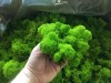 Purified FINNISH Reindeer Moss Spring Green 100g  Bag