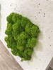 Premium Purified  Reindeer Moss Spring Green 4kg FINNISH