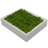 Wall Art made of spring green reindeer moss in a 28 x 23cm white wooden frame