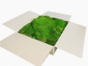 Preserved Swedish Flat Moss/ Forest Moss Light Green XL Bulk Box