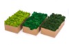 Preserved Polar Reindeer Moss ( Box 2 Kg Gross ) Color May Green - Light Green