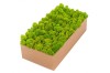 Preserved Polar Reindeer Moss ( Box 2 Kg Gross ) Color May Green - Light Green