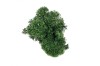 Preserved Polar Reindeer Moss ( Box 500g Gross ) Forest Green - Dark Green