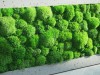Pillow moss wall panel 50 x 50 cm | color - medium green