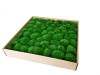 Premium Preserved Pillow/ Bun Moss Medium Green Large Wholesale Box
