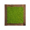 Painting - Wall Art made of spring green reindeer moss in a 54x54 cm old wood frame