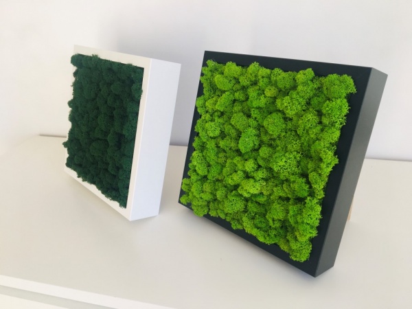Real Moss Wall Art 52 x52 cm in Wooden Frame preservedmoss.co.uk