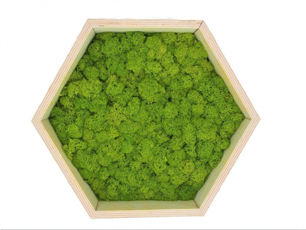 Honeycomb Wall Art made of spring green reindeer moss in a plywood frame