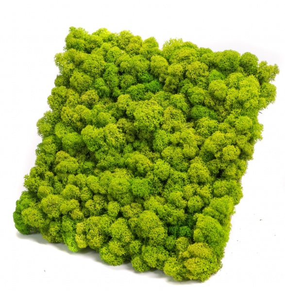 Preserved Moss 30 sq.ft. table moss centerpieces moss decor floral moss wall