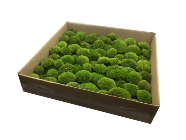 Preserved Moss For Decorations & Green Walls. Moss Wholesaler - Shop UK.  Top Quality Moss With Delivery to your Door.