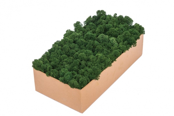 Preserved Polar Reindeer Moss ( Box 500g Gross ) Forest Green - Dark Green