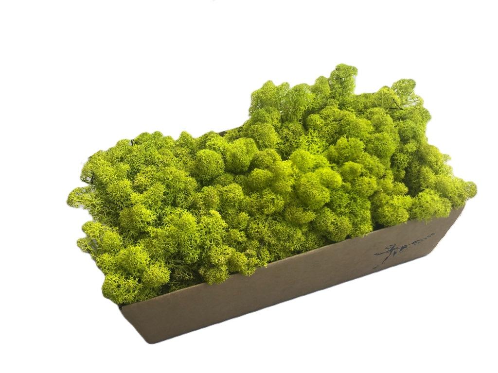 MOSS 2025 LIMITED COLOR BOX（Sphagnum Moss: Uses, Benefits, and 