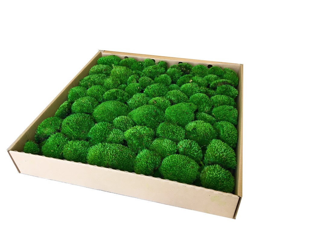 Preserved Pillow Moss - Premium Bun Moss, Large Bulk Box Cover 0.6m2.  Medium Green Color