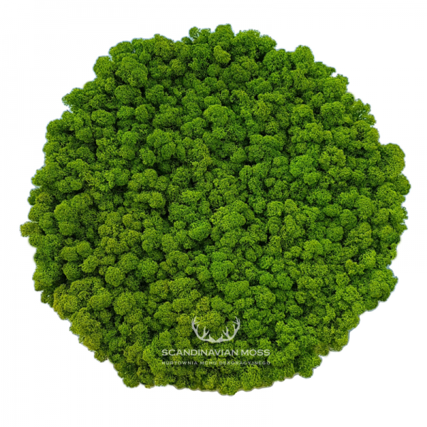 Round acoustic moss wall panel made of reindeer moss, 50cm diameter
