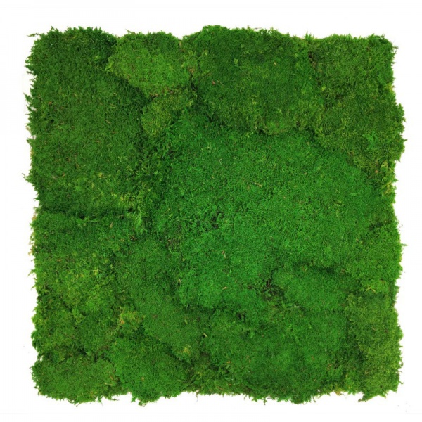 Flat moss wall panel 50 x 50cm | color - light green