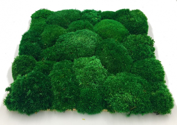 Pre-made Pillow Moss / Bun Moss Panel 30x30 cm (12''x12'') Pillow Moss Tile| color - dark green