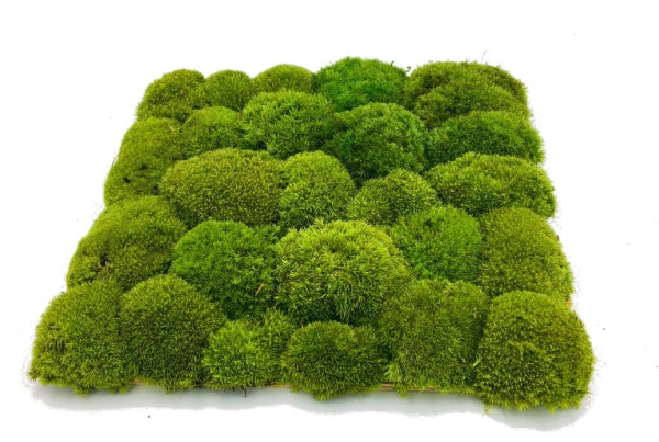 Pre-made Pillow Moss / Bun Moss Panel 50 x 50 cm (0,25m2) Pillow Moss Tile| color - light green