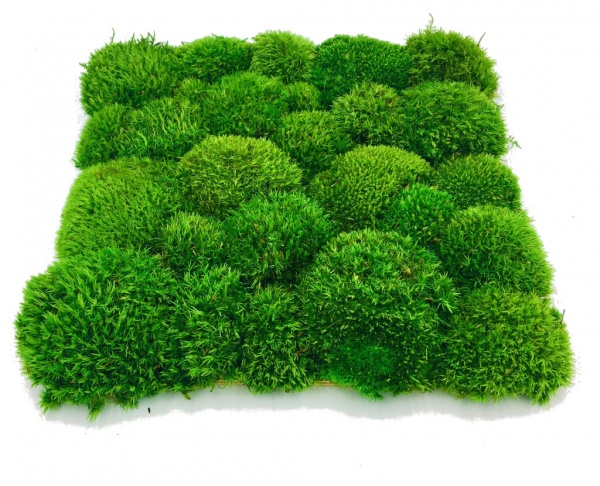 Pre-made Pillow Moss / Bun Moss Panel 50 x 50 cm ( 0,25m2 ) Pillow Moss Tile | color - medium green